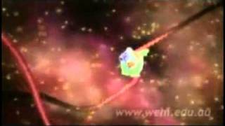 Dna And Rna Transcription Video - Real Time Dna Encoding Pr