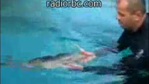 Richard Tesore - Nipper The Rescued Baby Dolphin G...
