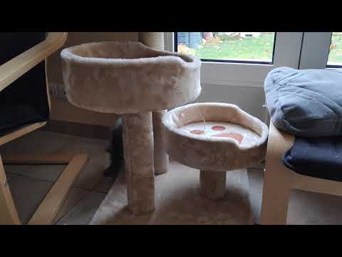 Lidl Vend Cet Arbre A Chat A Un Petit Prix Cette Semaine Les Animaux Sont A L Honneur