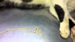 Tenias felinos