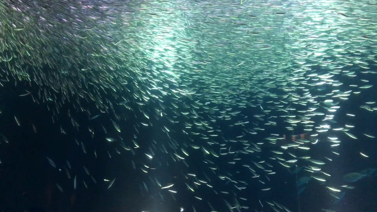 イワシのトルネード 船釣りいぎだぃぃぃぃいいいい イワシのトルネード 船釣りいぎだぃぃぃぃいいいい