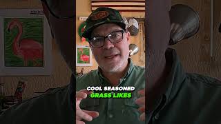 Best Time To Grow Grass Seed COOL SEASON lawntips lawncare