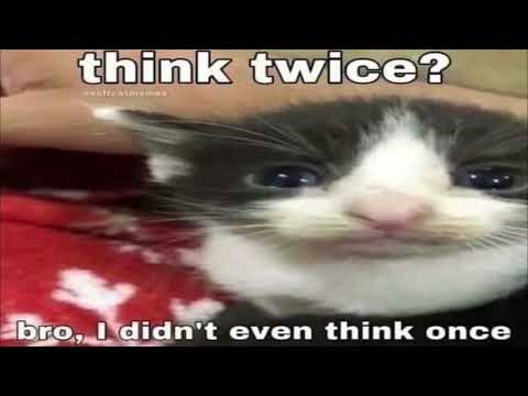 Cat no think, head empty, only meow meow