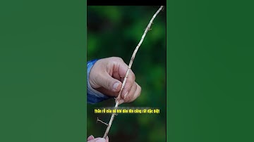 thần dược từ rễ cỏ tranh #baithuochay #lamdep #meochuabenh #tintuc #meodangian #thuocnam #cuocsong