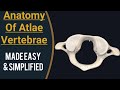 Anatomy of atlas vertebra cervical 1 vertebra