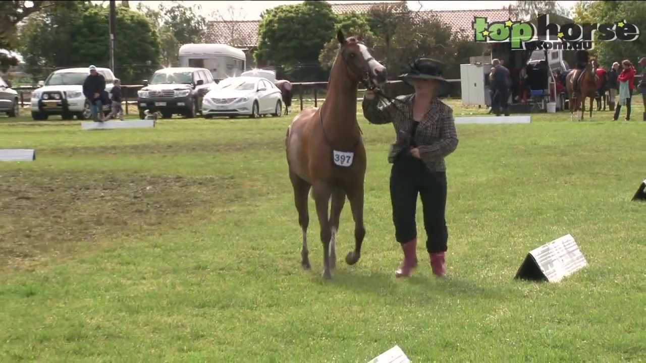 Supreme Led Horse of the Year - Show Horse Council of Victoria 2013.