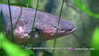 Electrifying Eels: 5 Shocking Facts You Didn't Know!