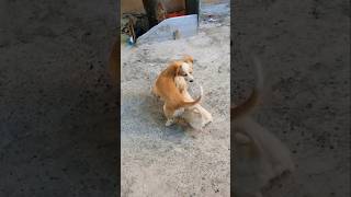 Luna Charlie Iş Başında Öpek