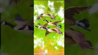 تقشع عريشة وباب -