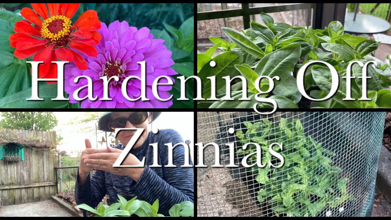 Hardening Off Zinnias Growing Zinnias Series Episode 2 YouTube