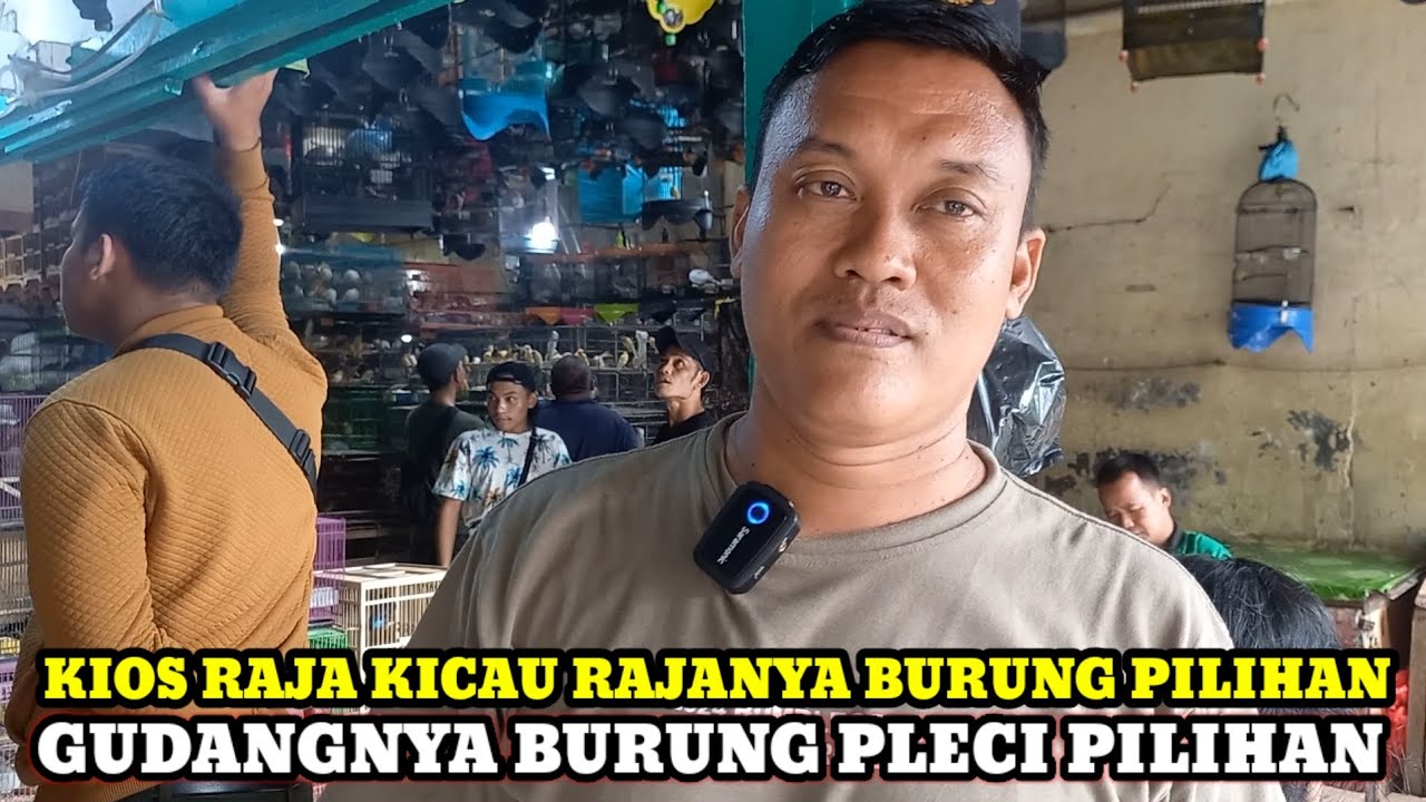 GUDANGNYA BURUNG PLECI PILIHAN!!UPDATE HARGA BURUNG DIKIOS RAJA KICAU PASAR BURUNG PRAMUKA