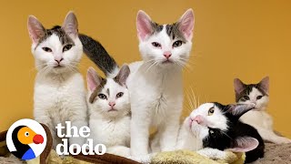 Sister Cats Take Turns Being Moms To Their Eight Kittens | The Dodo
