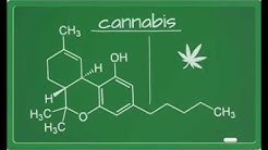 Active ingredients in the cannabis plant