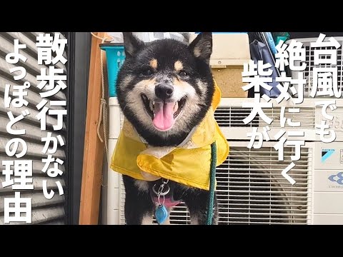 柴犬が人生でたった一度だけ散歩に行かなかった日。【黒柴犬】【shiba inu】【豆柴】