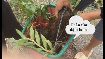 A lử bán lan - 200k 1 giò hoàng thảo kèn Lai Châu quá rẻ cho một tình yêu