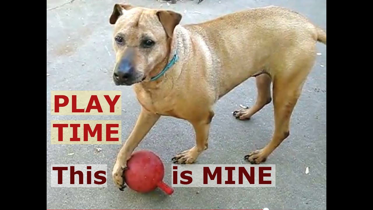 Dog Playing A Ball Games - Rhodesian Ridgeback - Big Dogs Toys Tricks - DogsCircle Jazevox
