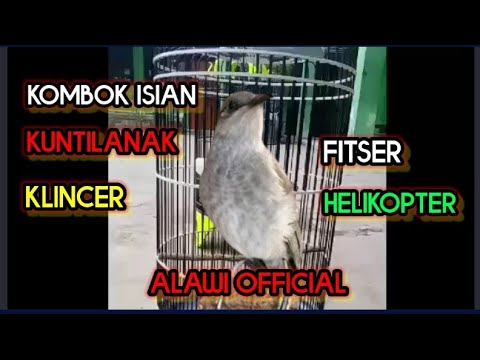kombok isian kuntilanak, klincer, fitser, helikopter #burungjuara #masteranburunglomba #burunggacor