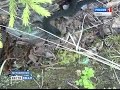 Житель Муравленко поймал в лесу настоящую гадюку