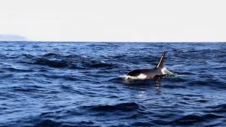 Candorcas en Galicia 2015 / Orcas en Galicia 2015 / Orcas in Galicia 2015