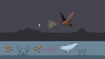 Cảm biến siêu âm là gì?