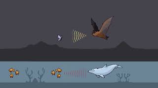 Cảm biến siêu âm là gì?