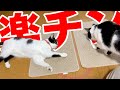 【ねこ動画】これがあると猫の収録が非常に楽である