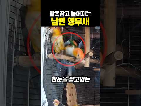 발목 잡고 늘어지는 남편 앵무새 thumbnail