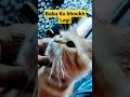 Person Cat // Cute Cat // #shorts #shortvideo #short #mdashfak #mdashfaq