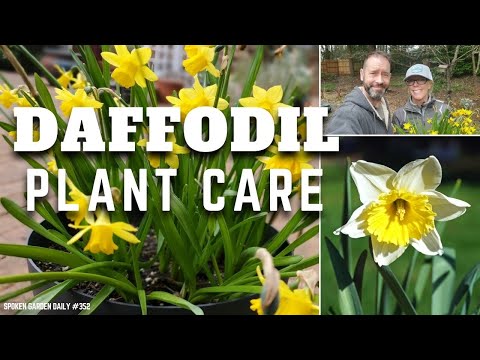 Vídeo: Narcisos Companion Plants - Aprenda sobre o plantio de companheiros com narcisos