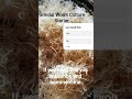 Grindal worm culture for sale #ytshorts #shorts #viralvideo #worms #hiphop #shopping #shoppingvlog