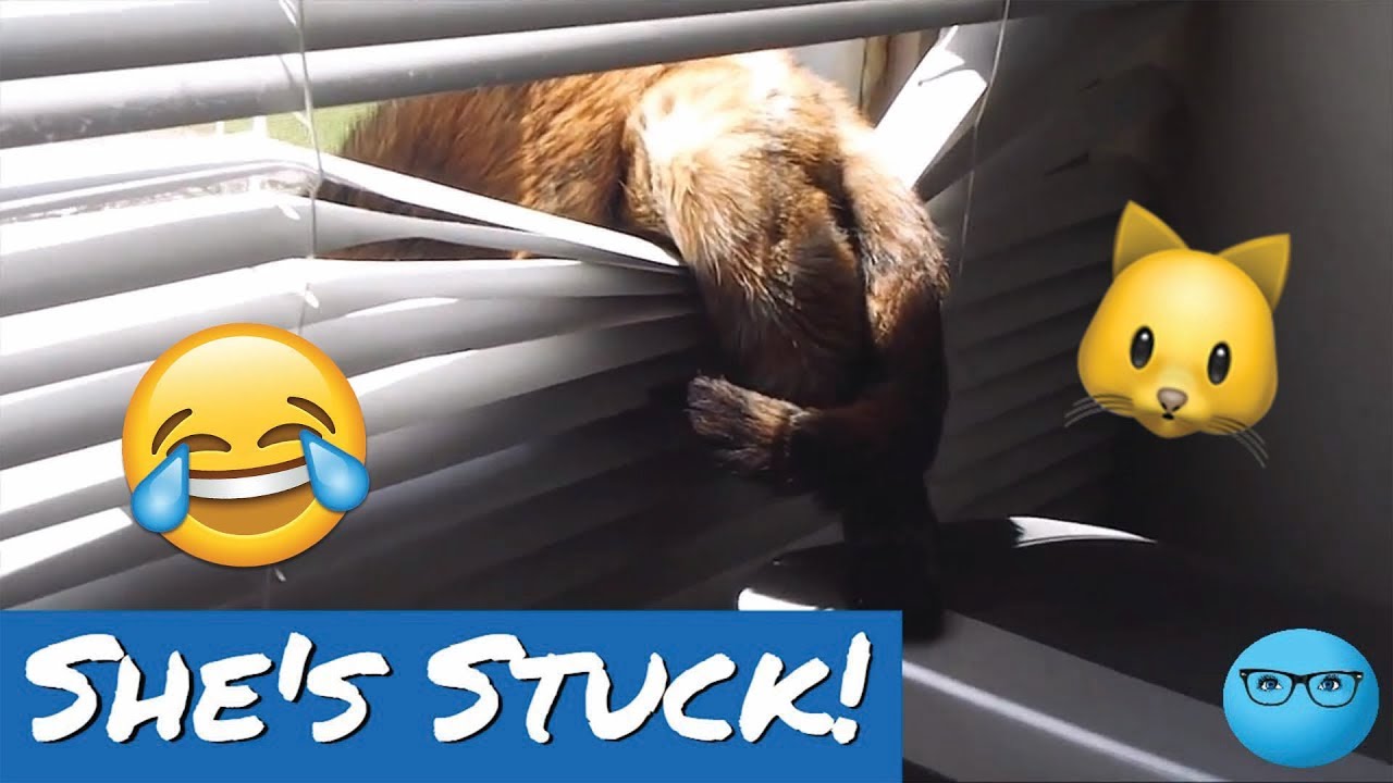 Cat STUCK in Window Blind! YouTube