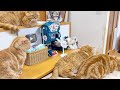 ねこもふ生活が新しいチャレンジをはじめます!(多分)