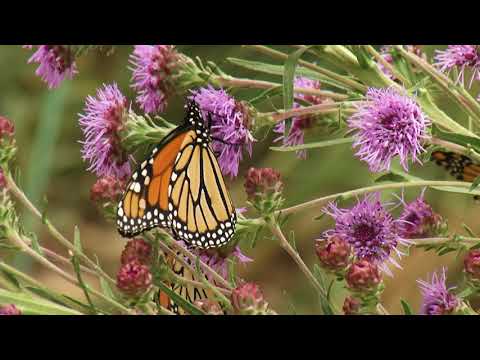 Videó: Virágos esőkerti növények – Hogyan töltsünk virágokkal egy esőkertet