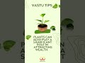 Vastu Tips: Using Money Plant to Enhance Wealth and Prosperity