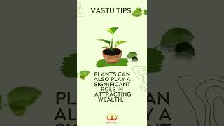Vastu Tips: Using Money Plant to Enhance Wealth and Prosperity