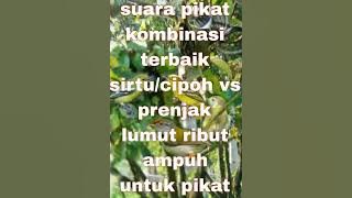 suara pikat kombinasi terbaik sirtu/cipoh vs prenjak lumut ribut vs prenjak atas nyeeecet