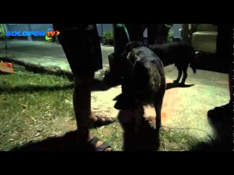 Anjing Ngepet Ditangkap  Doovi