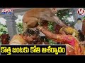 Monkey Blessing New Couple in Mulugu | V6 Teenmaar News