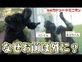 ゴリラがチンパンジーに会いに来たら？天才すぎる反応されました…