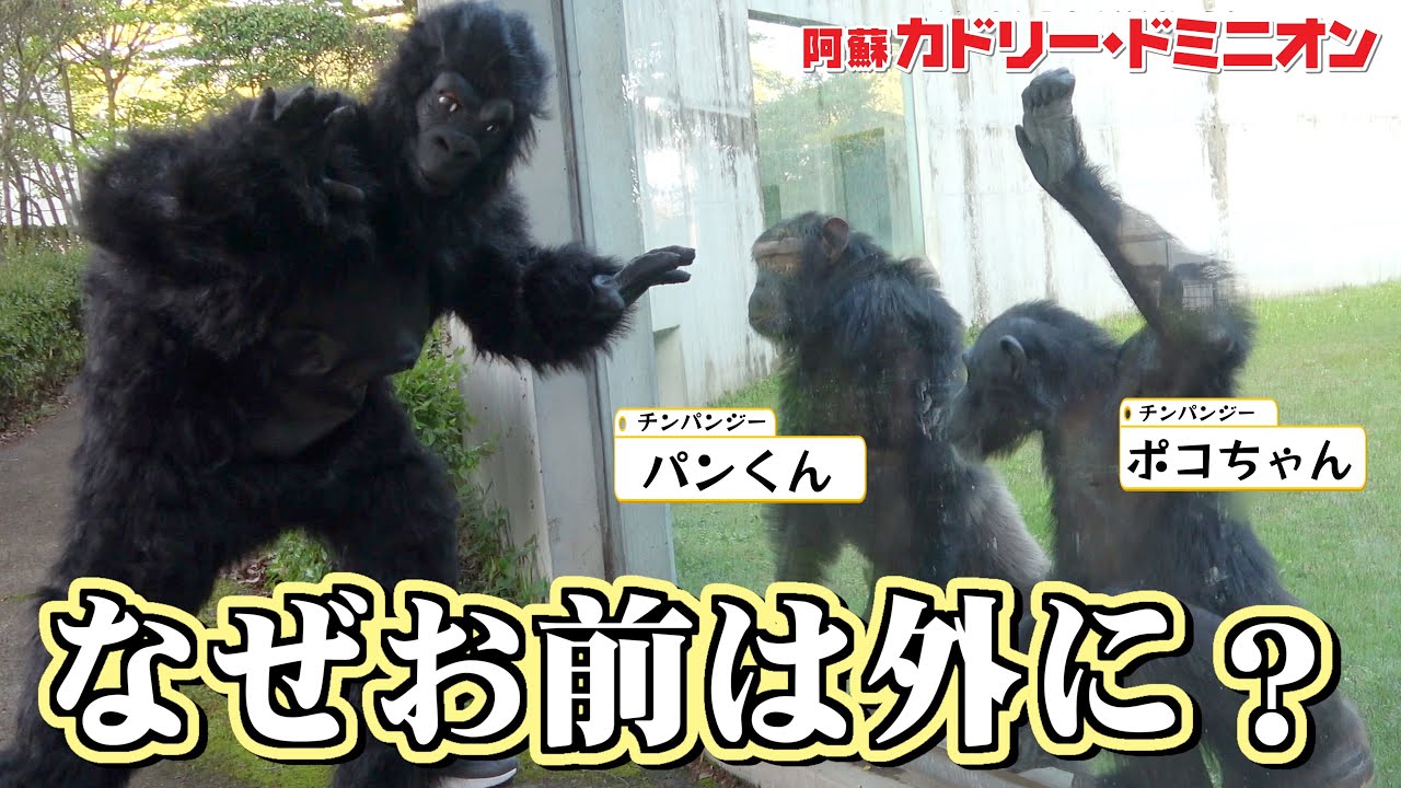 ゴリラがチンパンジーに会いに来たら？天才すぎる反応されました