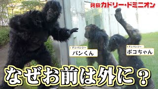 ゴリラがチンパンジーに会いに来たら？天才すぎる反応されました
