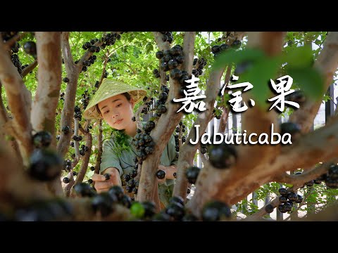 Jabuticaba The Forest S Black Pearl That Bursts With Flavor 滇西小哥 