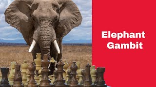 The Elephant Gambit Cochrane Unleashed John Cochrane Vs Howard Staunton London 1842