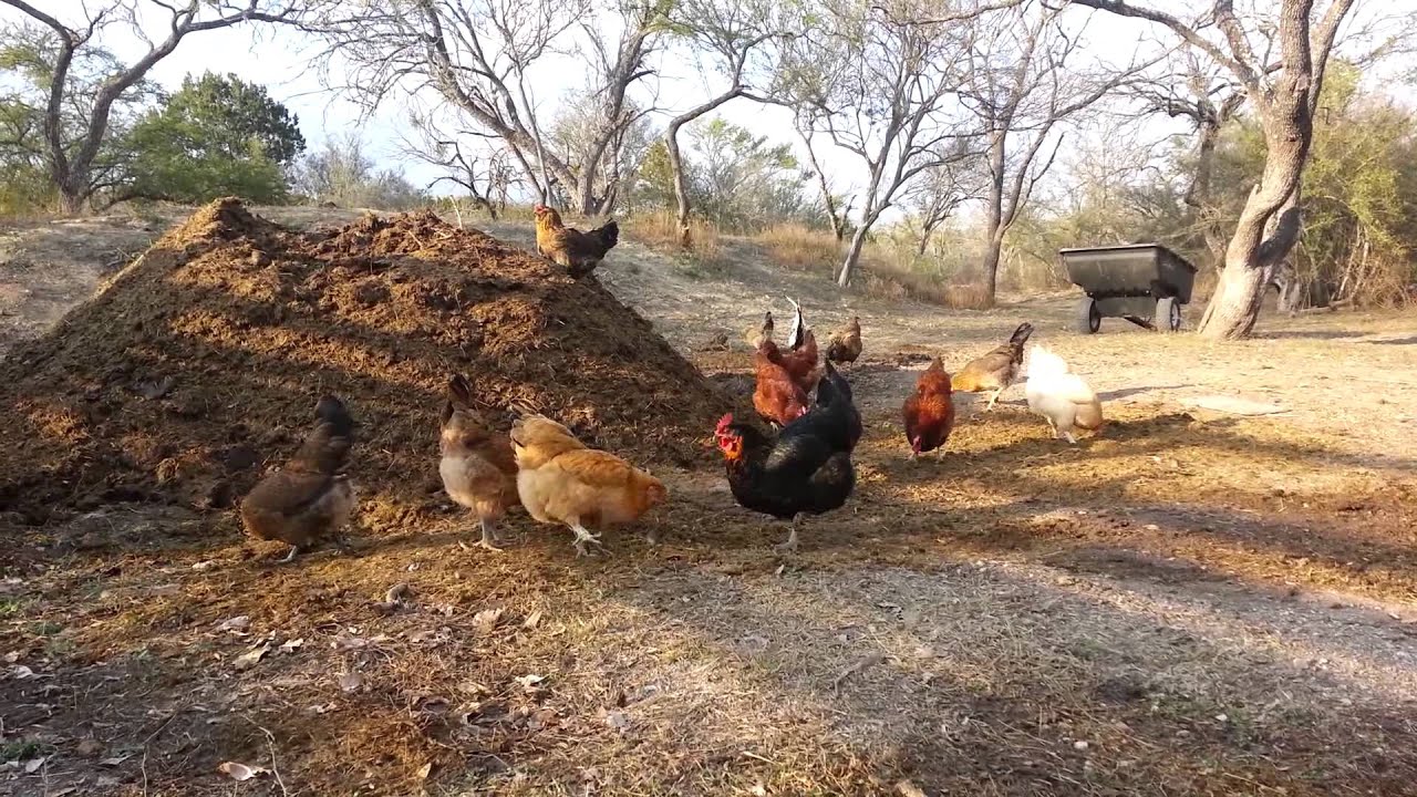 Chickens in the Compost Pile - YouTube