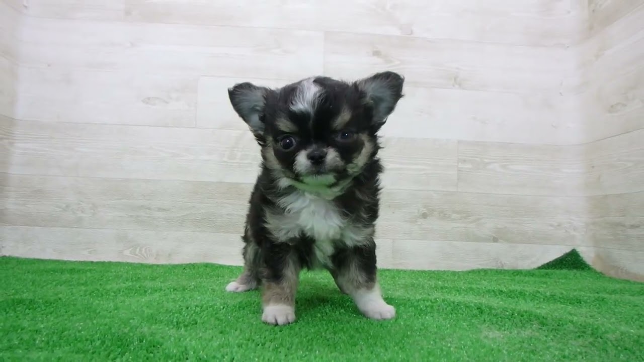 Coo&RIKU No.00747085 チワワ（ロングコート） - YouTube