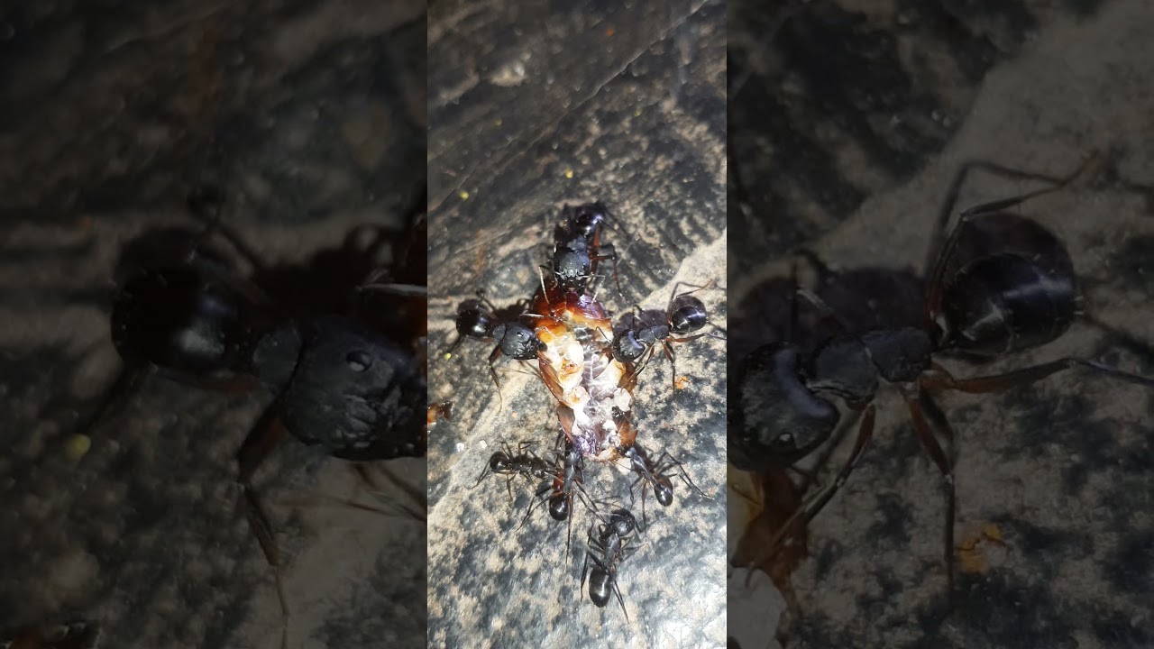 big black ants eat cockroach full video YouTube