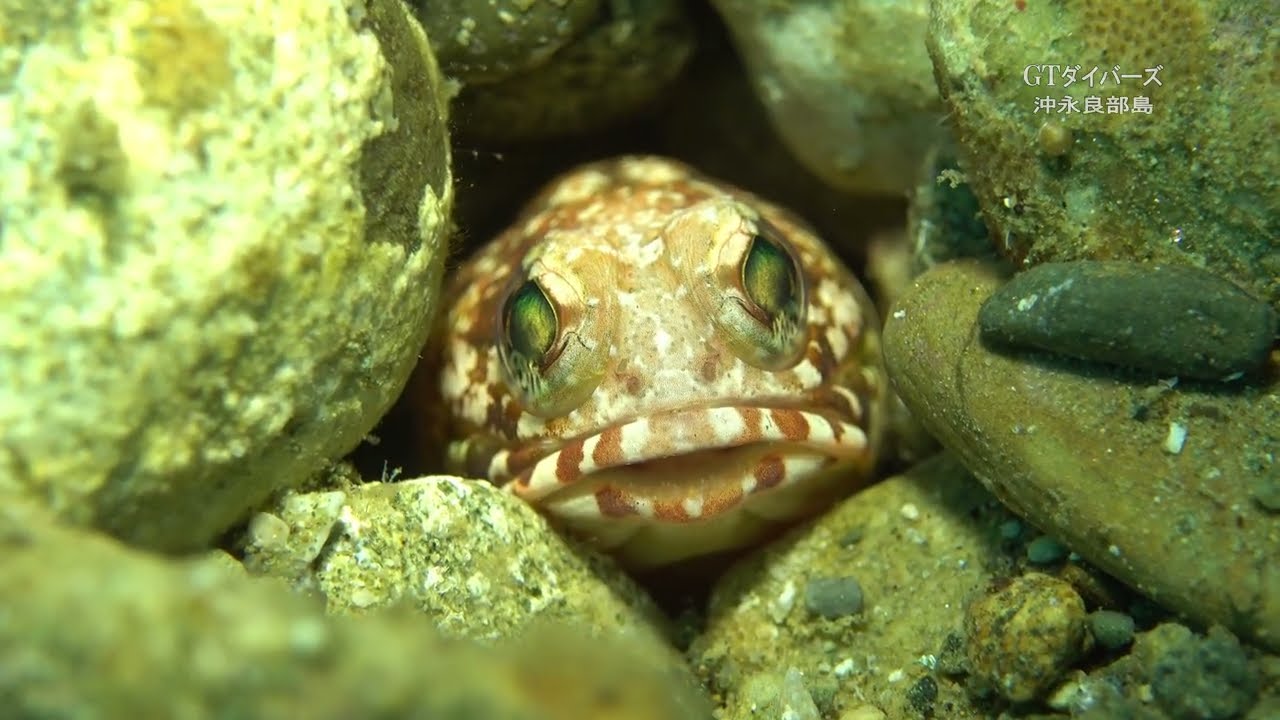 インドネシア【アンボン】でダイビング④  へアリーフロッグフィッシュ、ニシキフウライウオ、ジョーフィッシュ、ガンガゼエビ、トラフシャコ、ハシナガウバウオ、シマヒメヤマノカミ、マガタマエビ、横縞エビ他