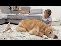 2歳児のある一言に恐怖するも、何故か遊んでいると勘違いし場を和ませてくるゴールデンレトリバー