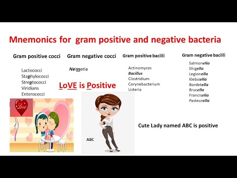 gram negative rods and gram positive cocci