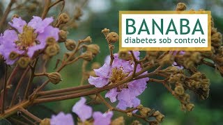 Conheça O Banaba, Fitoterápico Que Ajuda No Controle Do Diabetes